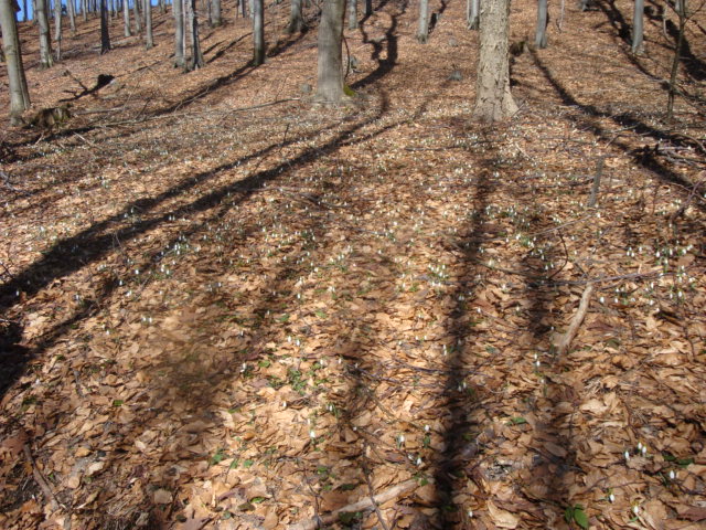 foto 0029.jpg
